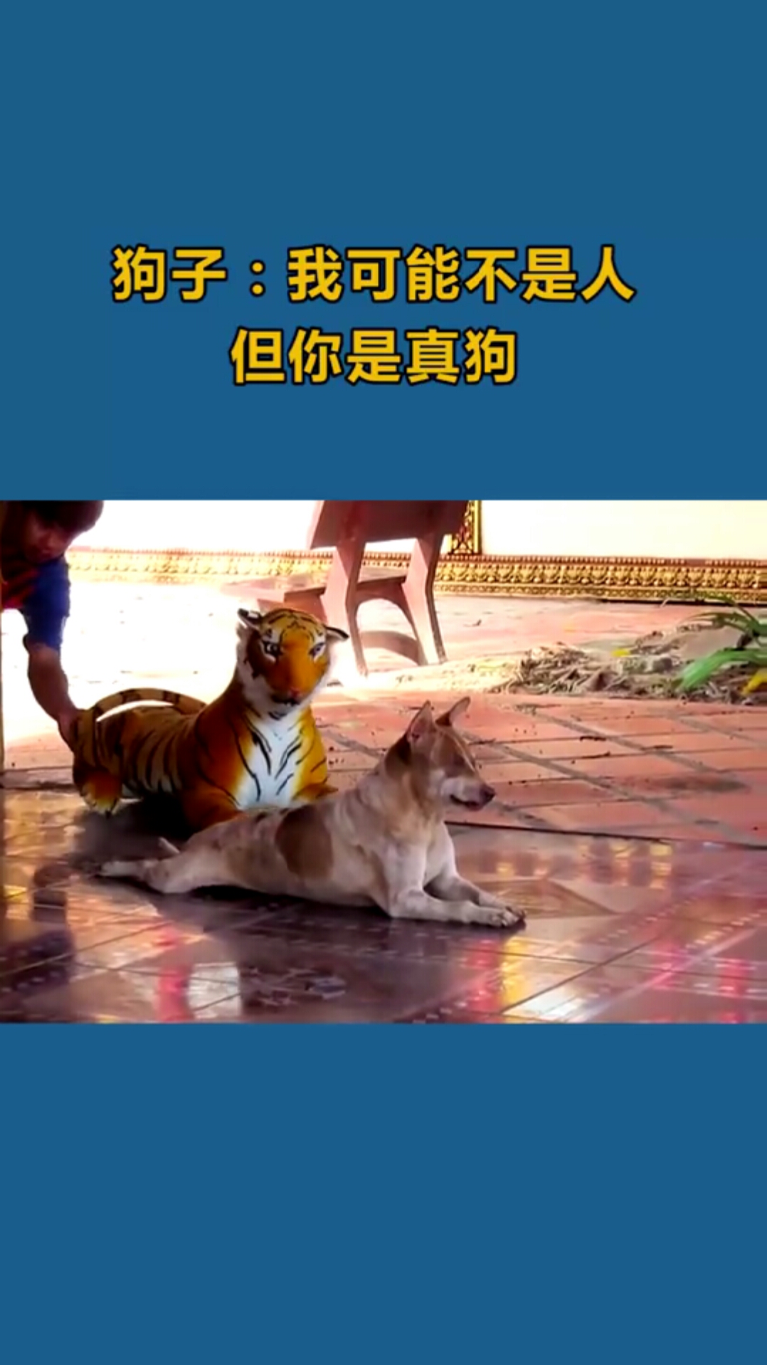 恶搞牵狗老公视频下载免费_(恶搞牵狗老公视频下载免费观看)