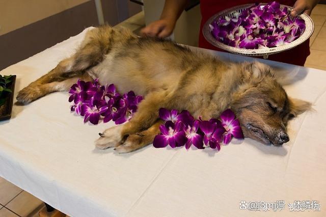狗狗祭奠狗狗视频教程下载-(狗狗祭奠狗狗视频教程下载免费)