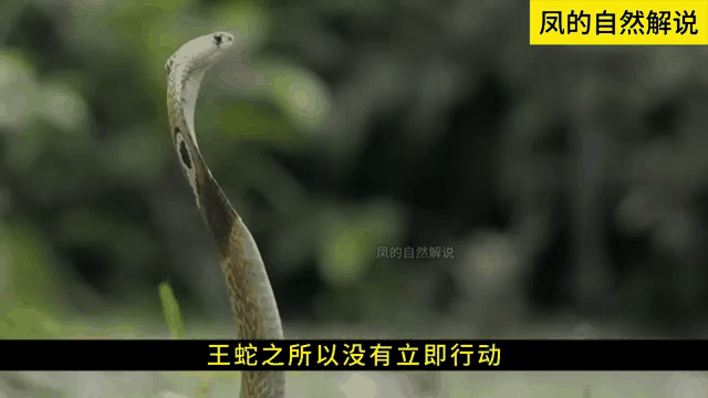 拿蛇打架视频播放下载-(拿蛇打架视频播放下载软件)