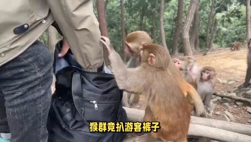 景区讲解猴子视频播放下载(景区讲解猴子视频播放下载软件)