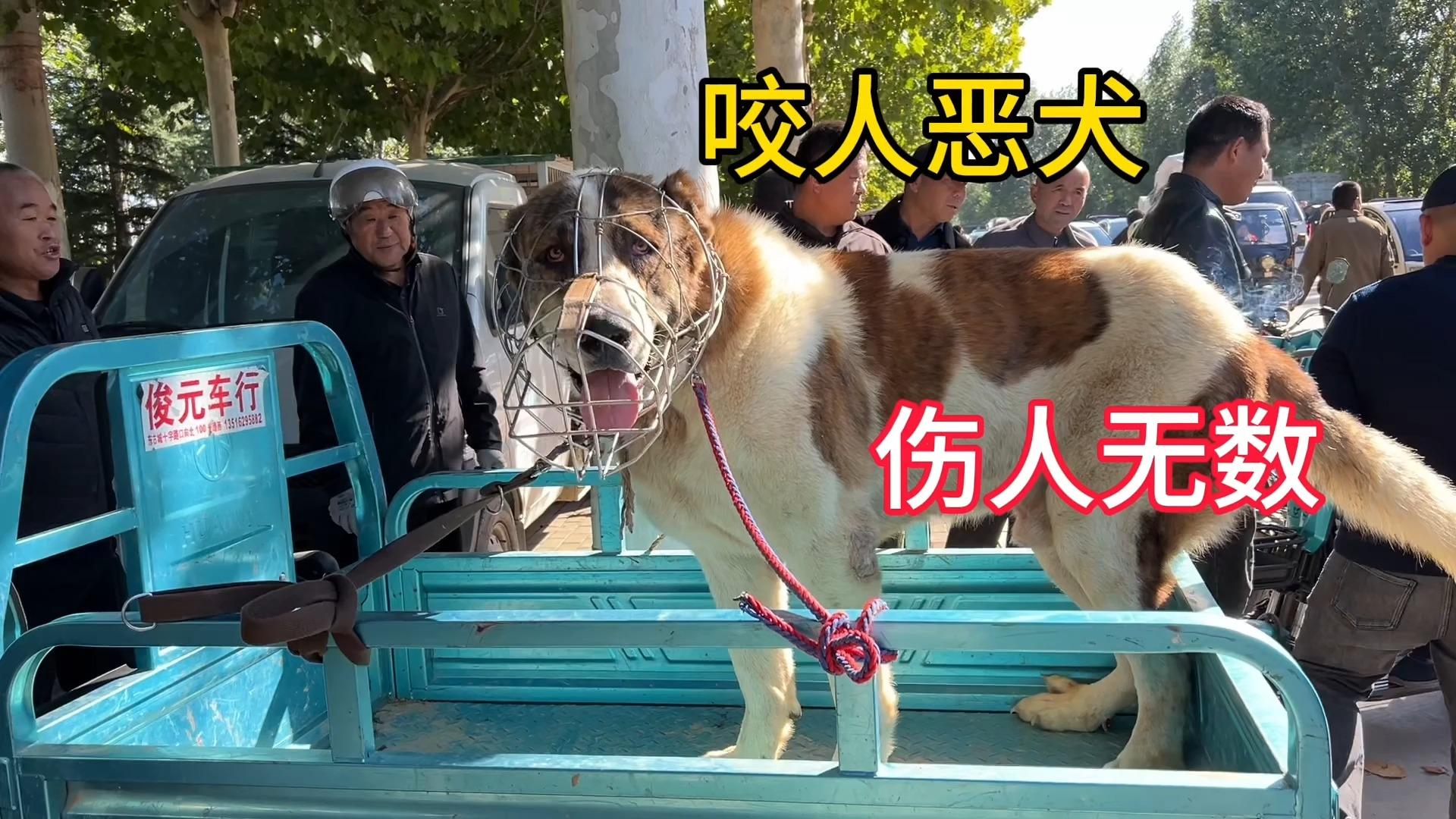 恶犬长大视频大全图片下载_(恶犬长大视频大全图片下载软件)