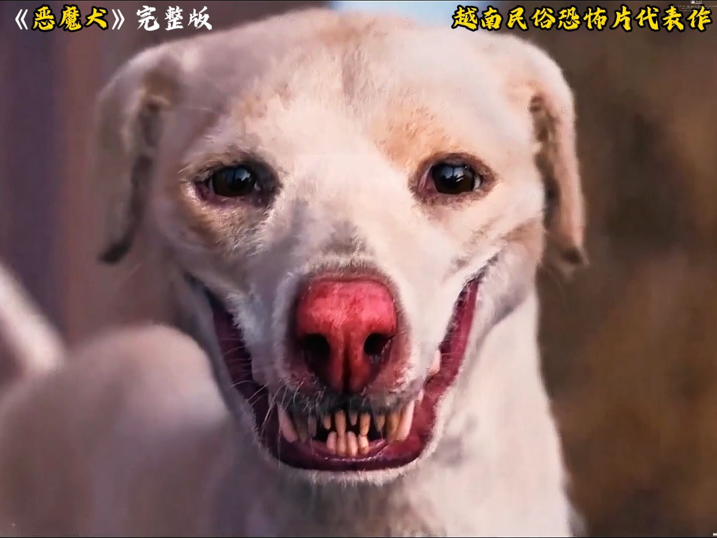 恶犬长大视频大全图片下载_(恶犬长大视频大全图片下载软件)